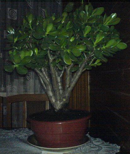 Grubosz krĂłlewski