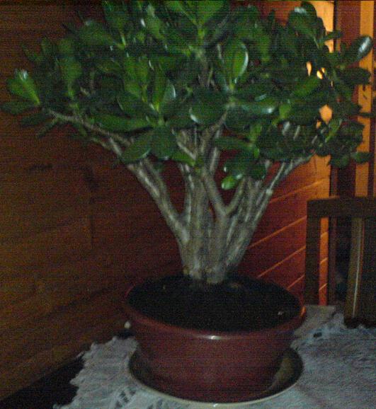 Grubosz krĂłlewski