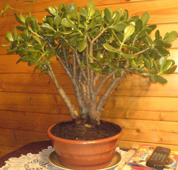 Grubosz krĂłlewski