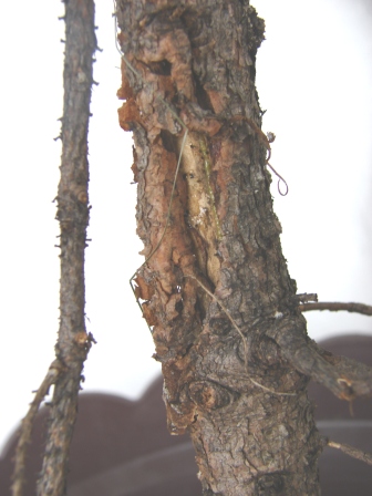 I jeszcze raz rana pnia. Czy przypadkiem nie ma tam jakiegoÂś szkodnika ???