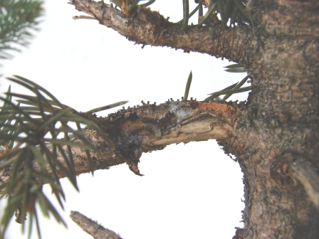 Rana na 'zielonej' gaÂłĂŞzi :(