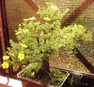 Kwitnie  caÂłe  lato :)