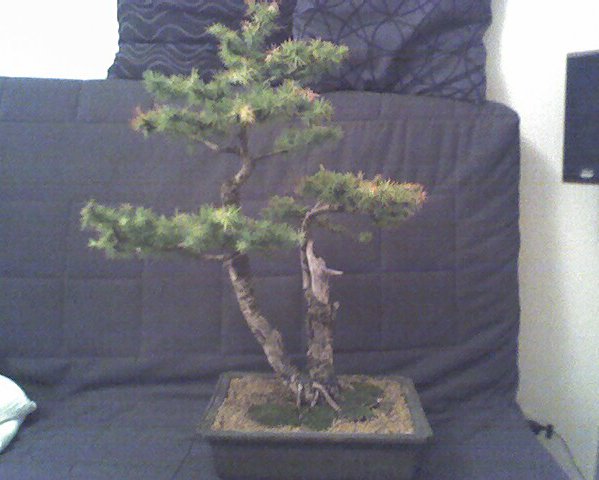 Modrzew kupiony w ogrodach bonsai juÂż siĂŞ zagĂŞszcza:)