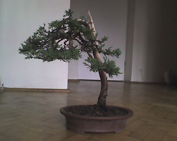 JaÂłowiec jeden z pierwszych ukÂładanie korony z Markiem GajdÂą (Pozdrawiam Marek:)