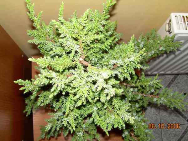 widok z gĂłry. MĂłwiÂłam, Âże jest wÂłochaty :)