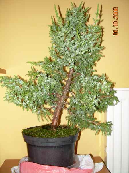 TyÂł drzewka z liniÂą pnia