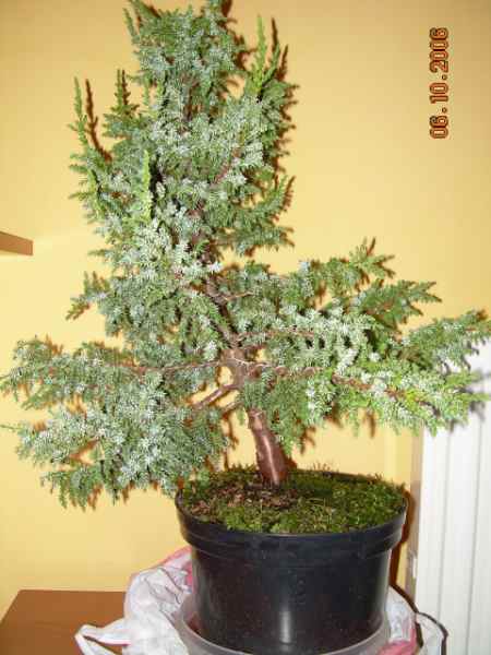 Drzewko od frontu przechylone w lewo, szczyt przechylony w stronĂŞ oglÂądajÂącego