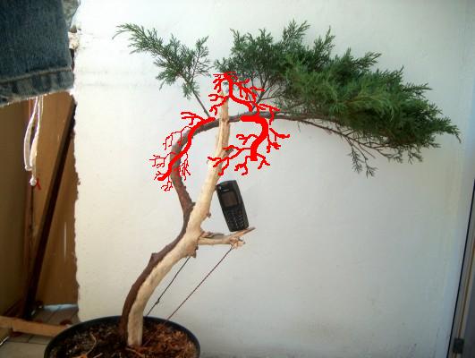 drzewko na forum.jpg