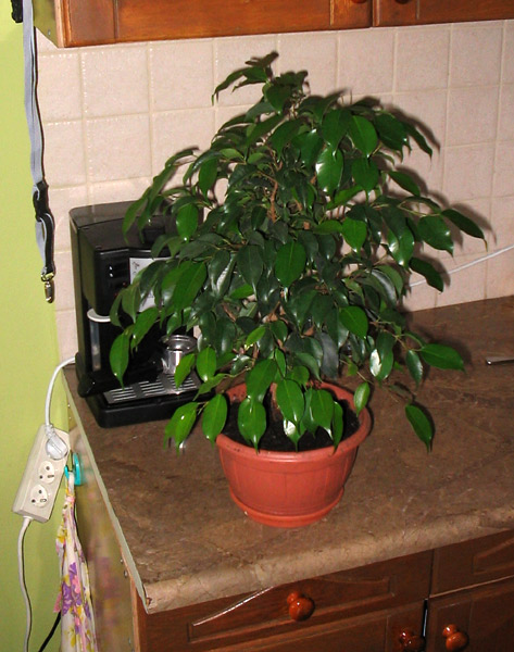 Ficus przed formowaniem.