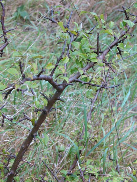 co to za drzewko.jpg