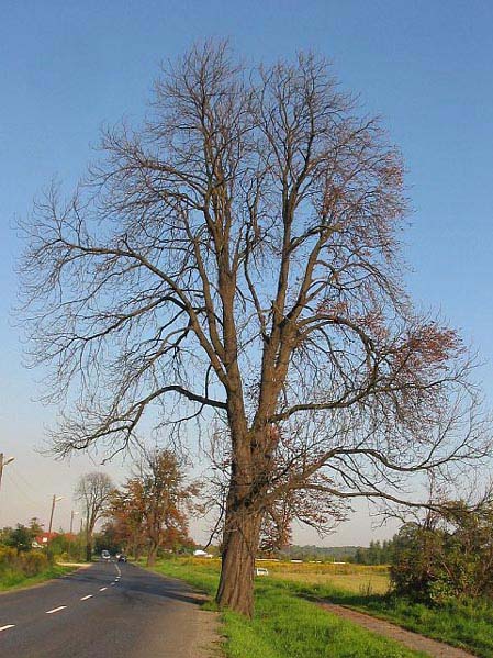 kasztanowiec_zwyczajny_064 insp.jpg