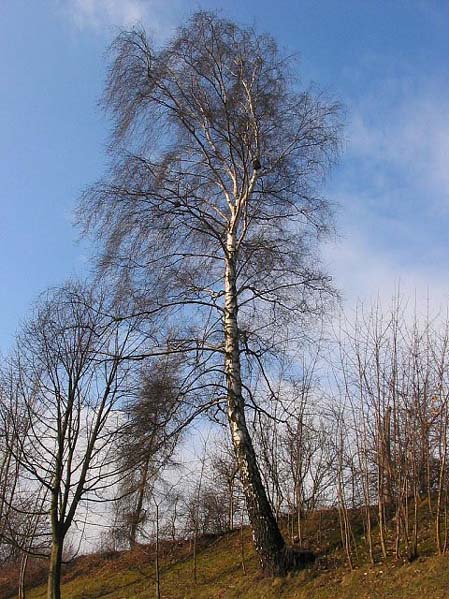 brzoza_brodawkowata_061 insp.jpg