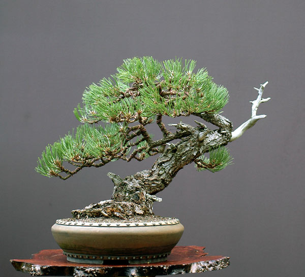 Pinus ponderosa.jpg