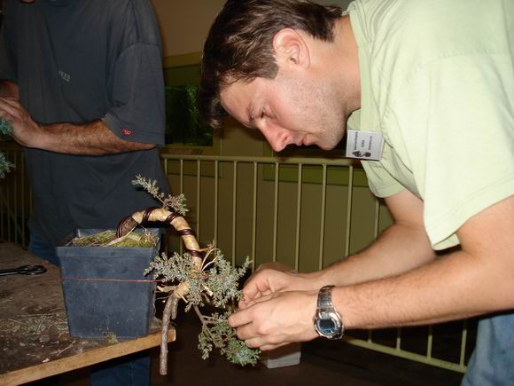 Drzewko nabiera ksztaÂłtu.