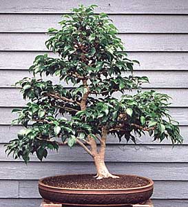 ficus-benjamina-bonsai.jpg