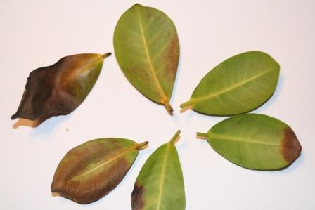 ZbliÂżenie na liÂście