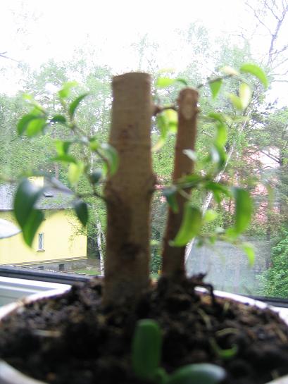 Mozna sobie wyobrazic ze po cieciu nie bylo zadnych galazek.