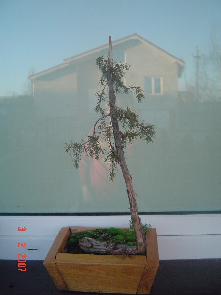 bonsai 047.jpg
