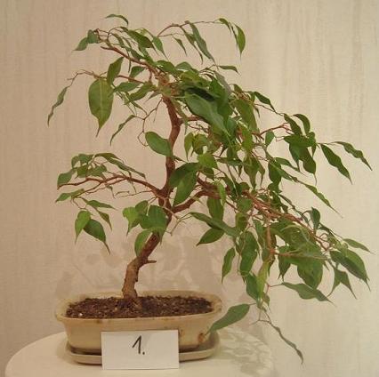 DuÂży fikus, wysokoÂśĂŚ okoÂło 37cm bez doniczki, widok numer 1