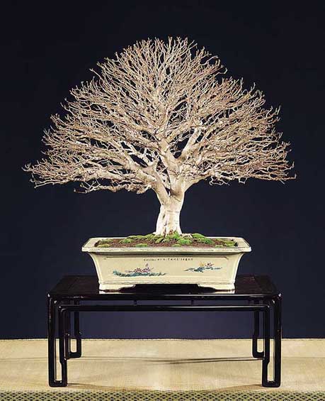 Eugenia uniflora 69.jpg