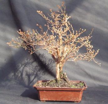 Przed formowaniem czekaÂł sobie spokojnie do wieczora