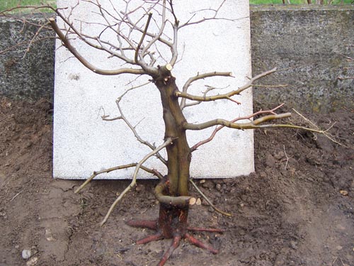 z tego grubaska jak narazie jestem najbardziej dumny:)