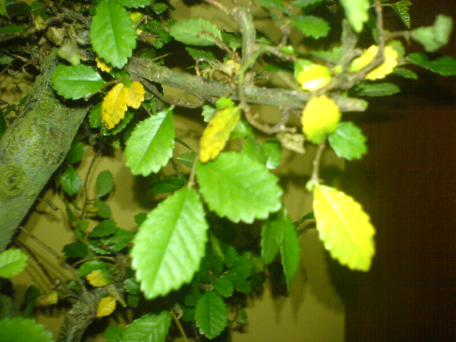 tak wyglÂądajÂą liÂście