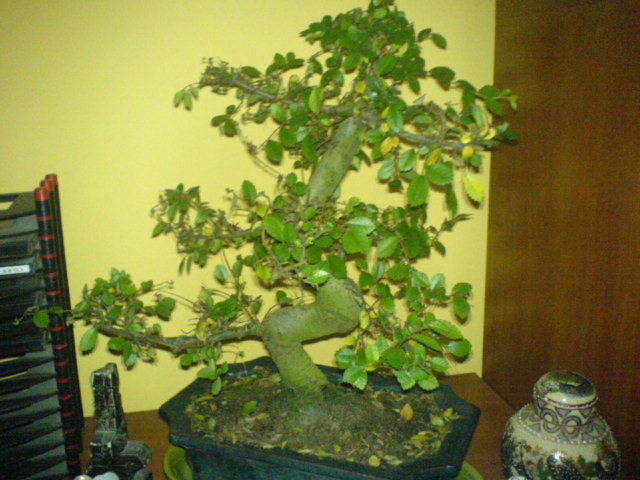 obecny wyglÂąd drzewka