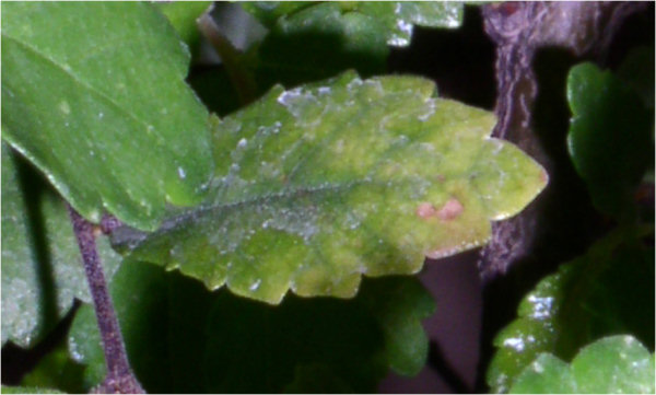 Chyba najgorszy listek :(