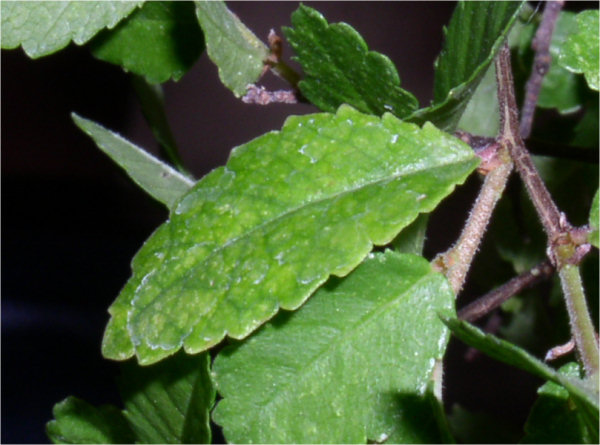 Nie chodzi mi tutaj o biaÂły osad, domyÂślam siĂŞ Âże jest z wody, ale o przebarwienia koloru liÂścia.