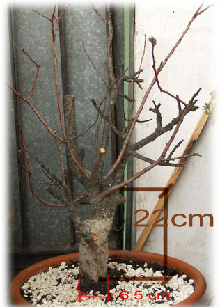 wierzba - docelowo shohin