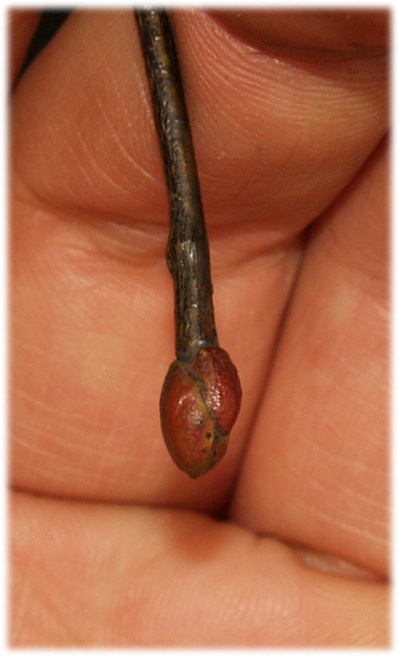 pÂączek widoczny jak na dÂłoni