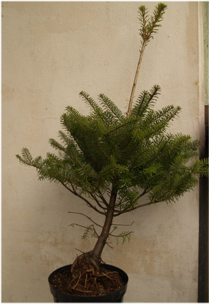 abies1.jpg