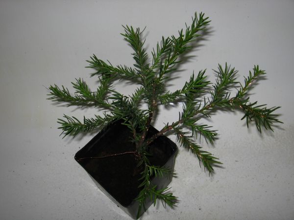 bonsai cis gĂłra 3.jpg