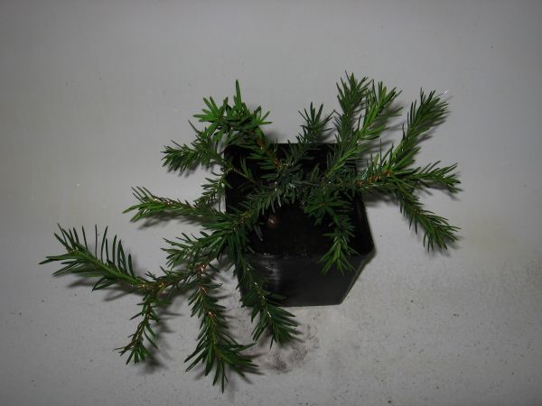 bonsai cis gĂłra.jpg