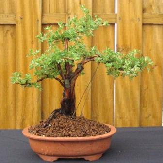 maj_06_2007 004Â­_awat.jpg