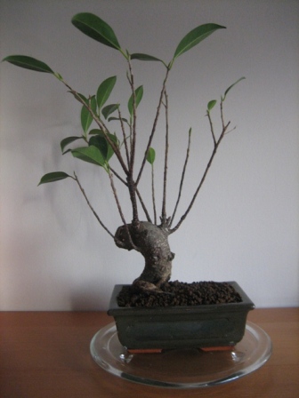 Ficus - przĂłd.JPG