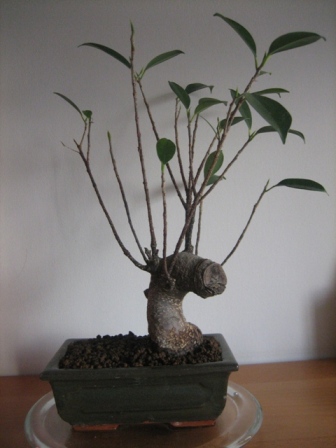 Ficus - tyÂł.JPG