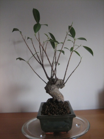 Ficus - prawa strona.JPG