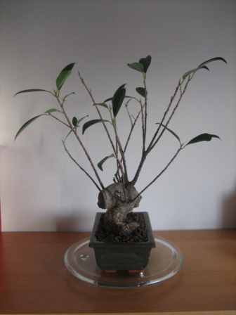 Ficus - lewa strona.JPG