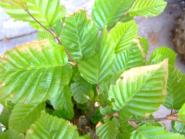 chore liÂście graba2.jpg