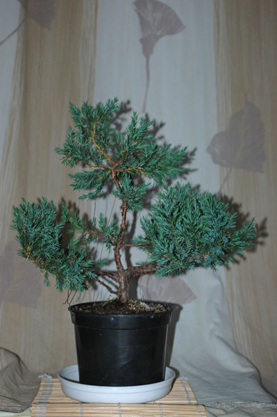 Juniperus chinensis  'Stricta'   15062007.jpg
