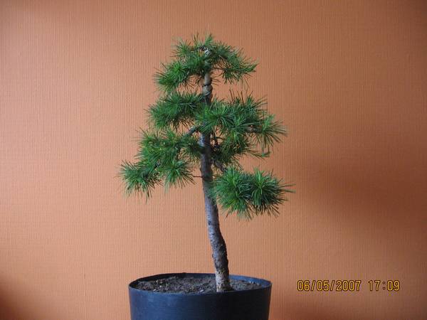 08 modrzew 2007 - maj.jpg