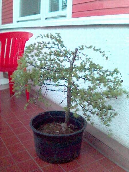 01 modrzew 2006 wiosna.jpg