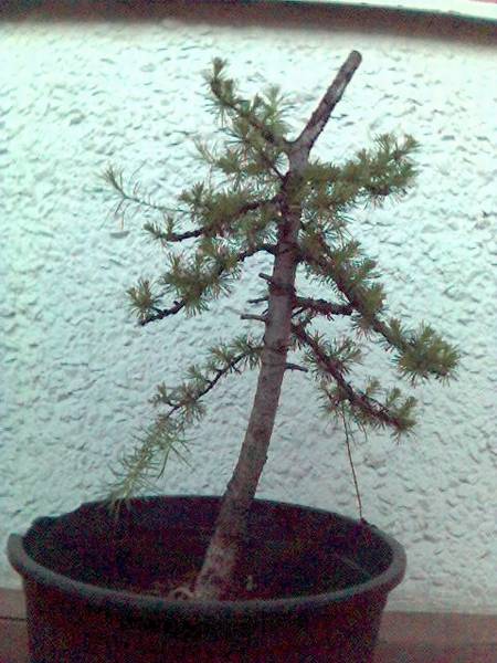 02 modrzew 2006 po przycieciu.jpg