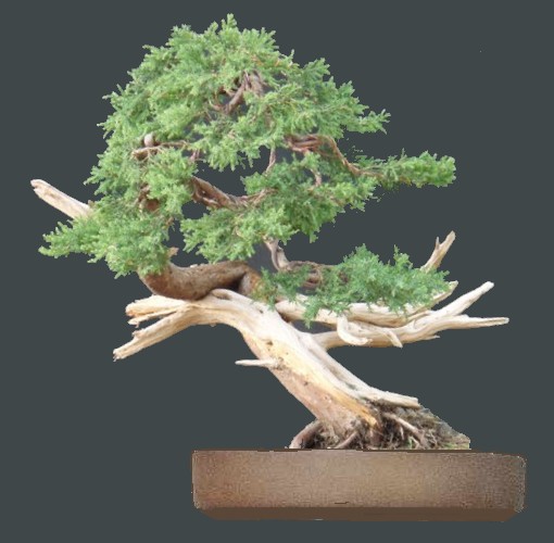 bonsai.jpg