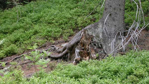 MÂłodsze drzewo obejmuje przez ramie stare drzewo (pozostaÂłoÂśĂŚ pnia)