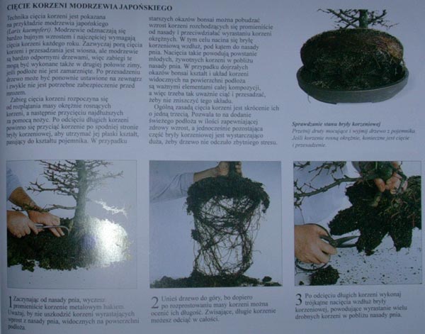 Tomlinson - wycinek str. 173