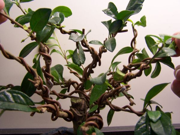 Przed ÂściÂągniĂŞciem drutĂłw z lekkim rozchyleniem nieodrutowanych gĂłrnych czĂŞÂści gaÂłÂązek