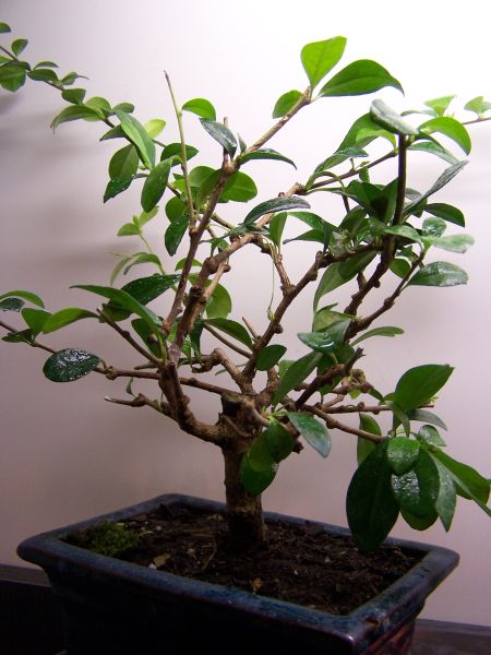 po ÂściÂągniĂŞciu drutĂłw widaĂŚ krzyÂżowanie siĂŞ gaÂłÂązek nad drzewkiem